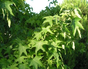 Liquidambar-styraciflua-foliage
