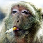 scimmia e sigaretta