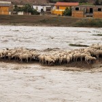 alluvione-sardegna-pecore
