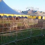 animali al circo