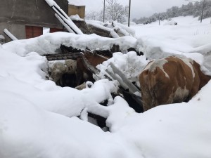 stalla mucche crollata