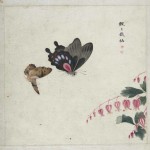 album-insetti-erbe-fiori-e-piante-cina-1910-ca-dalla-collezione-calamandrei